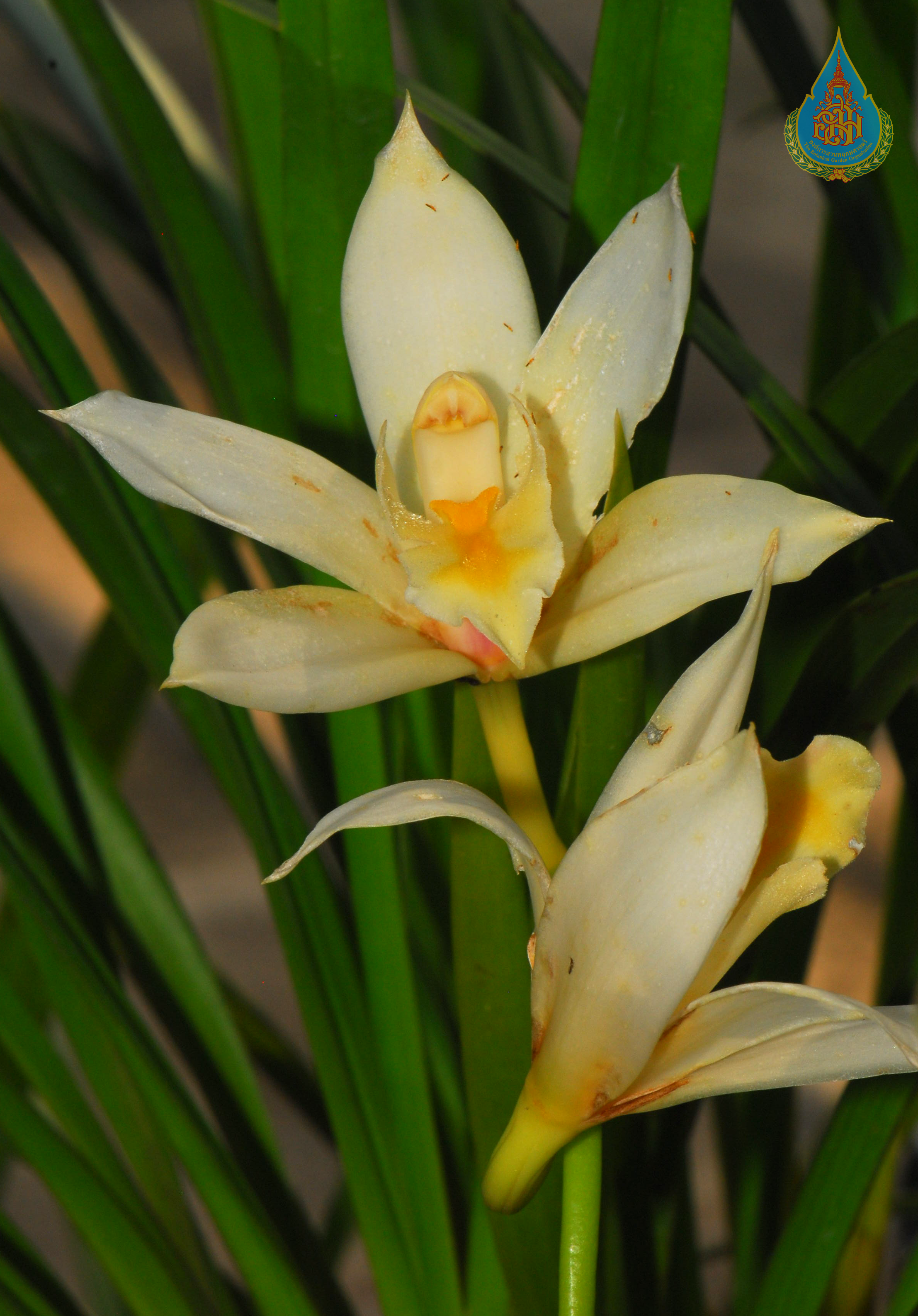 สำเภาอินทนนท์ Cymbidium mastersii Griff. ex Lindl.<br/>ORCHIDACEAE